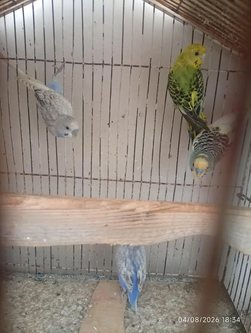 Australian parrot — photo 3