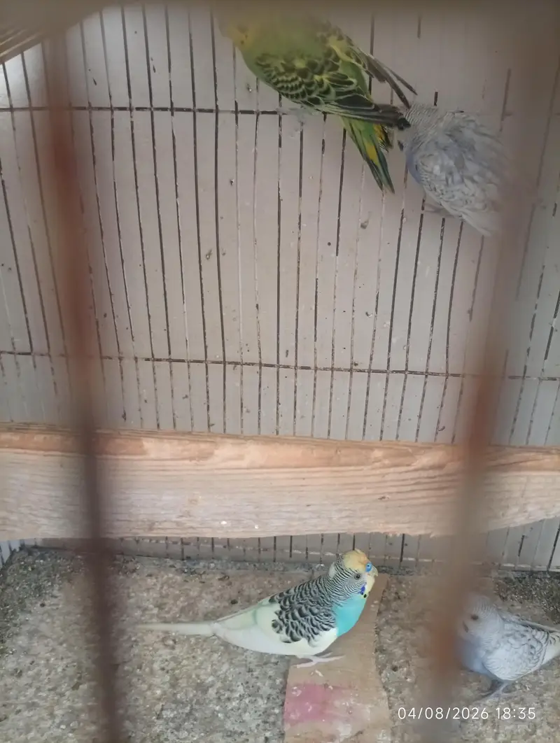 Australian parrot — photo 4