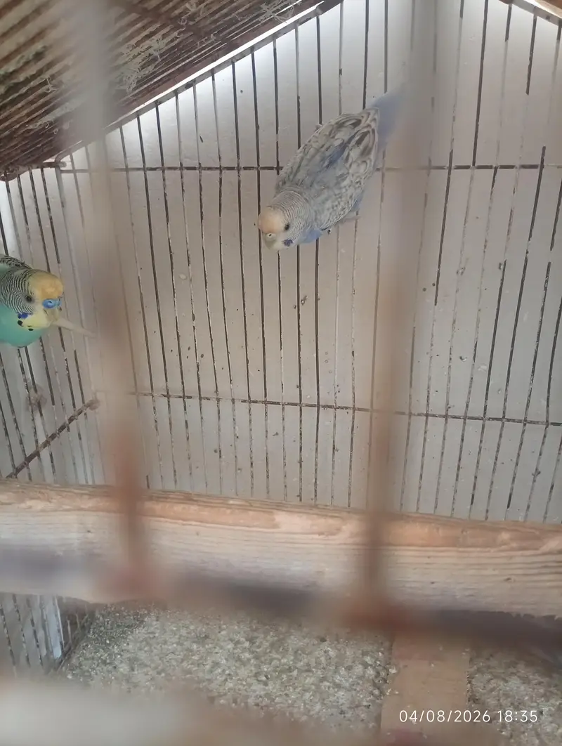 Australian parrot — photo 6