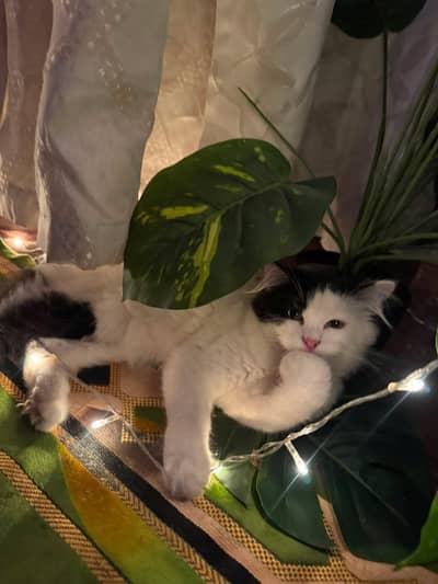 Cute Persian Male Cat