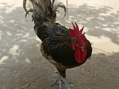 blue Australorp rooster