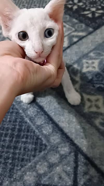 Persian Cat