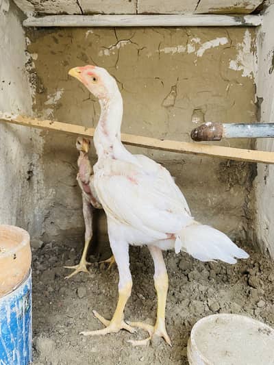 White heera for sale