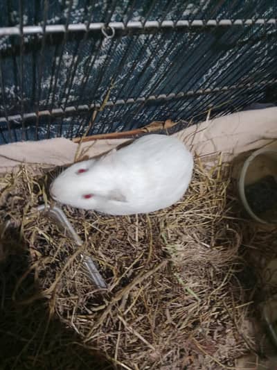 guineapigs