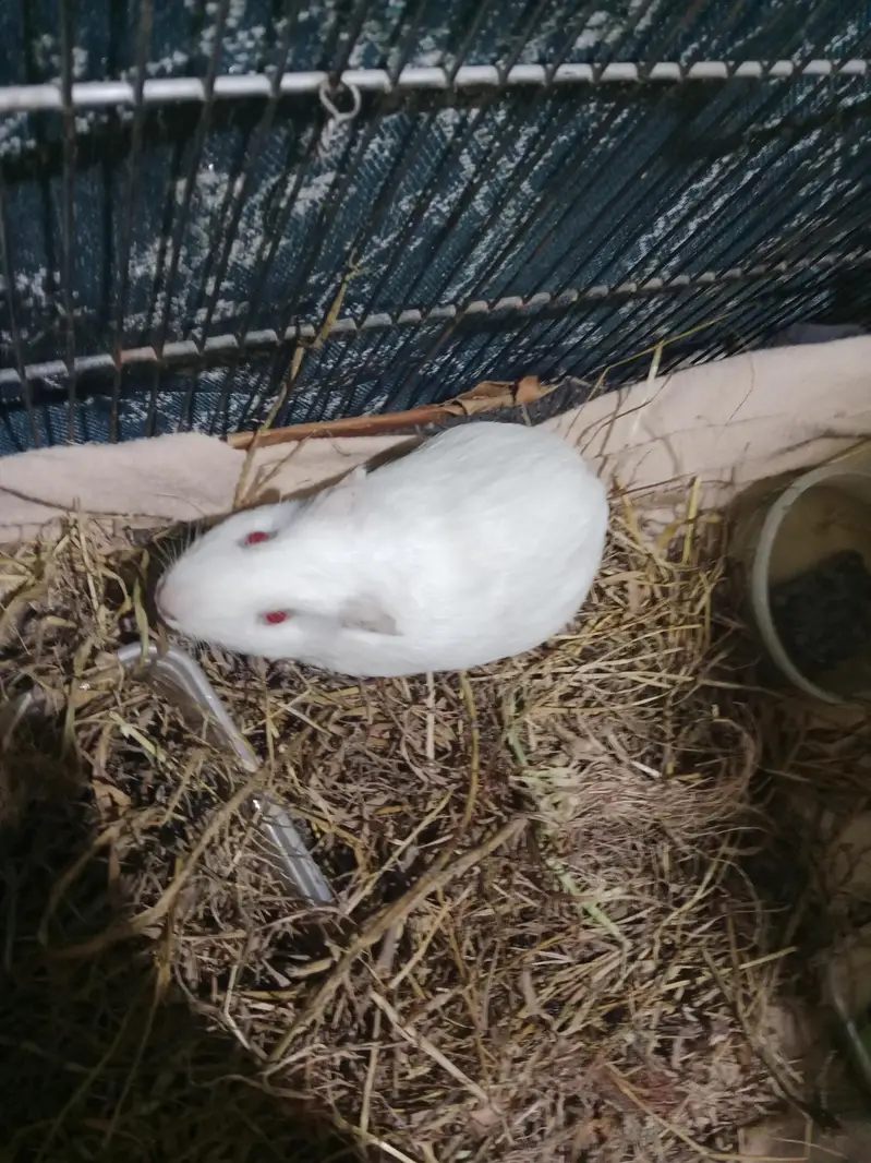 guineapigs