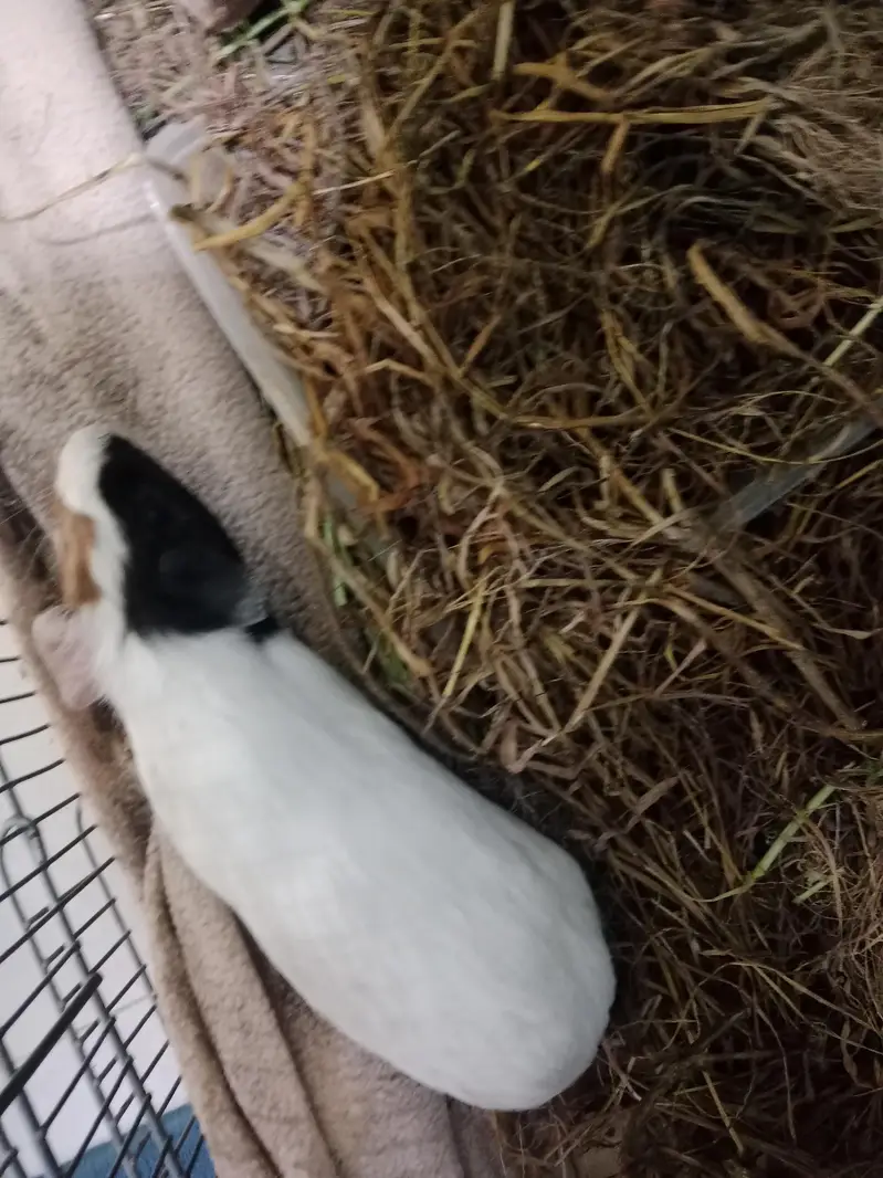 guineapigs — photo 2