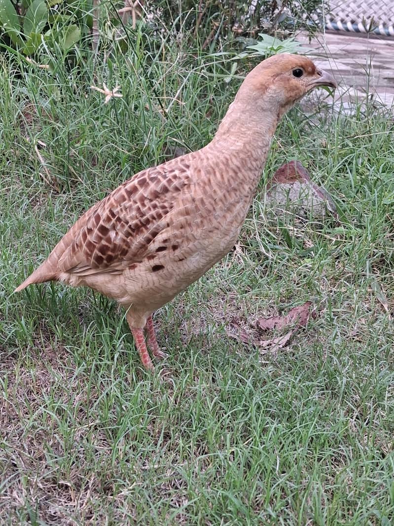 erani teeters breeder pair 0