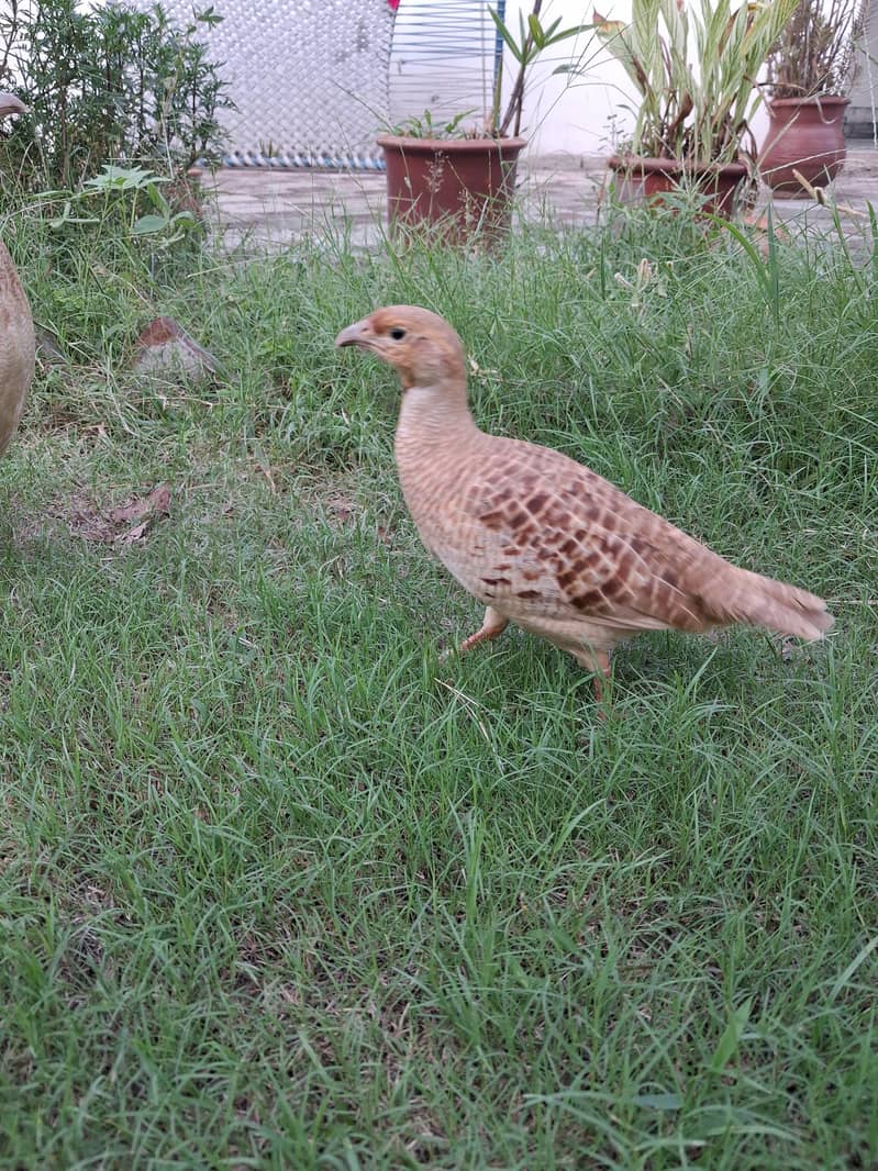 erani teeters breeder pair 1