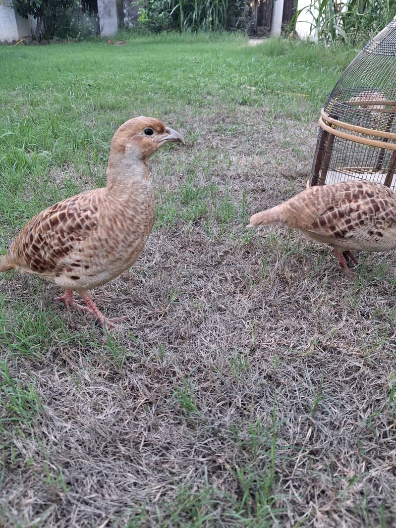 erani teeters breeder pair 2
