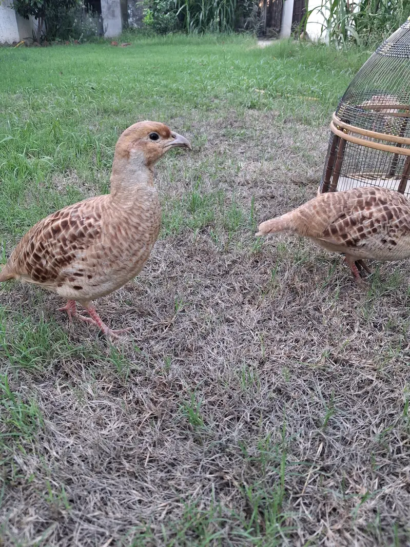 erani teeters breeder pair — photo 3