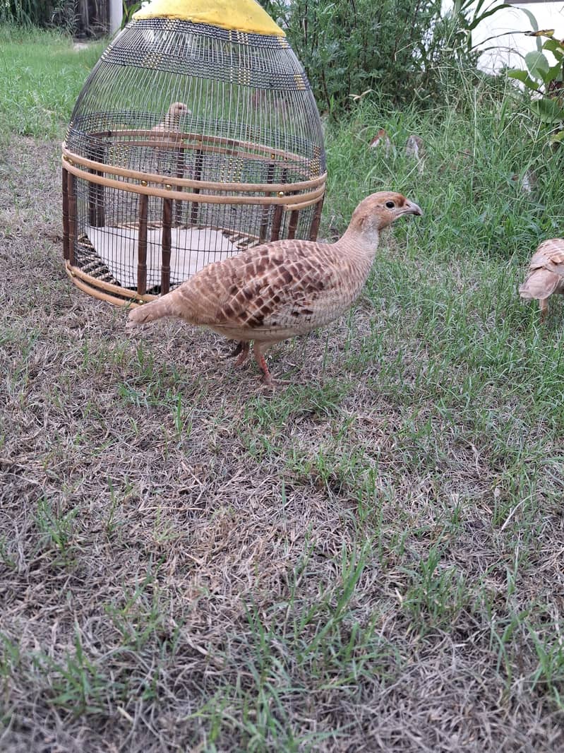 erani teeters breeder pair 3