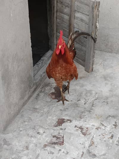 Desi Golden Murga For sale