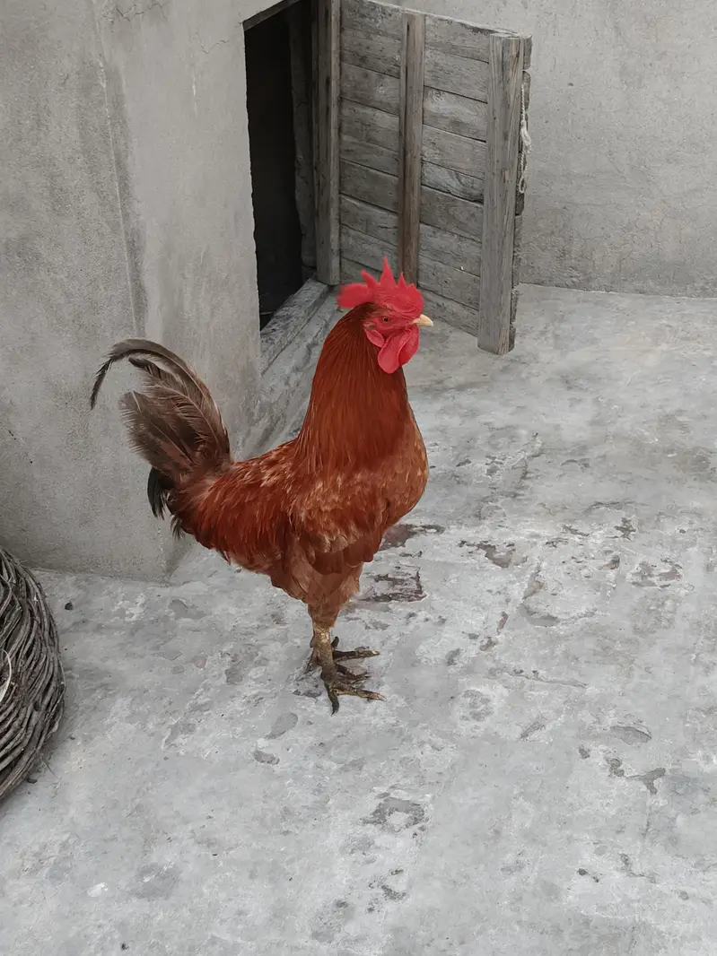 Desi Golden Murga For sale — photo 2
