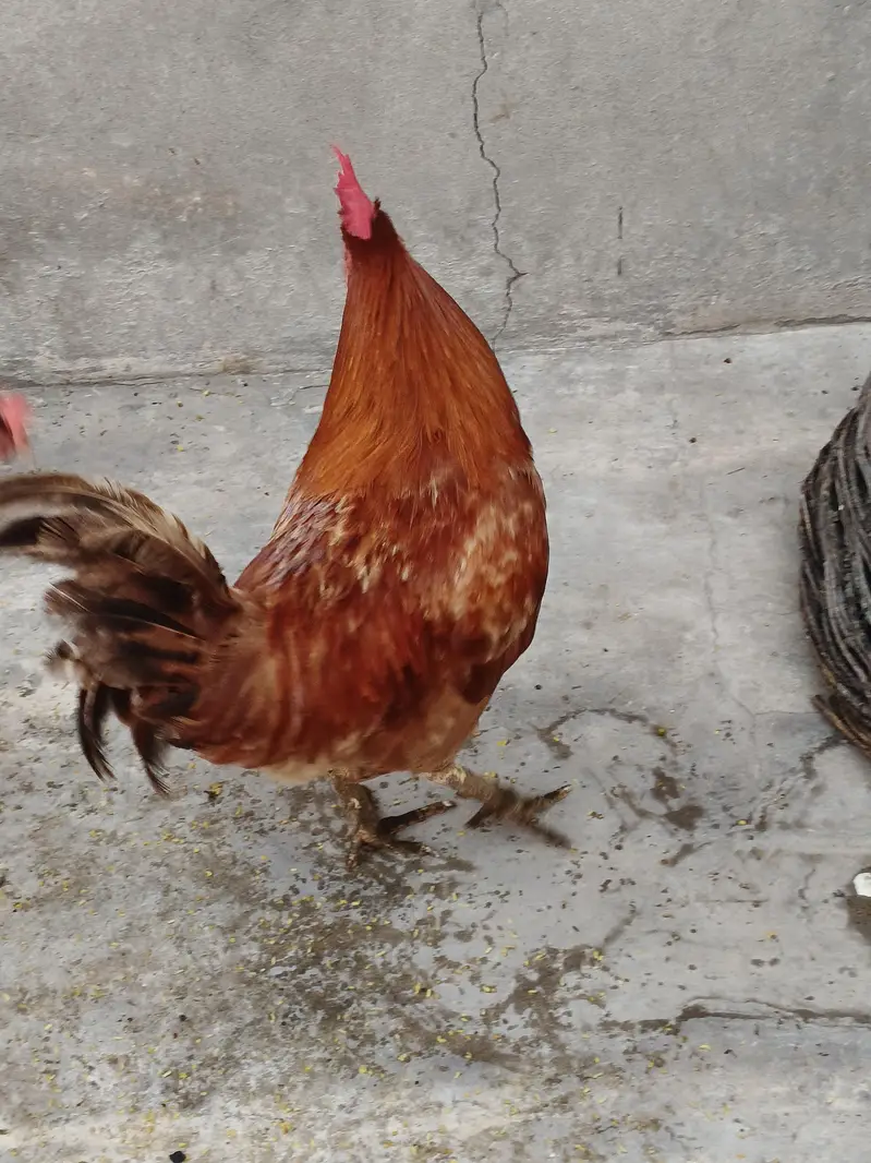 Desi Golden Murga For sale — photo 3