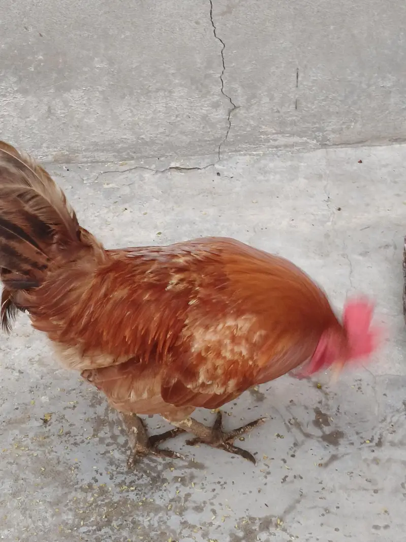Desi Golden Murga For sale — photo 4