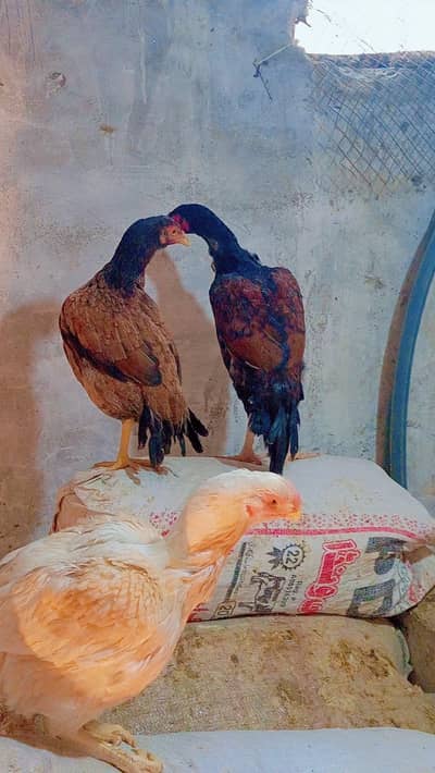 lakhi aseel madi