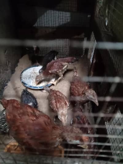 hen chicks for sale in Faisalabad