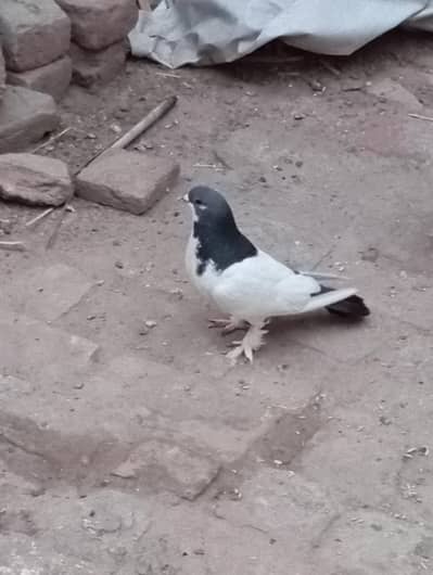 Sherazi breader Pair