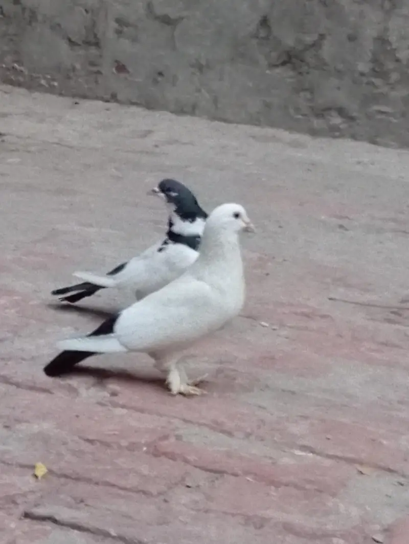 Sherazi breader Pair — photo 2