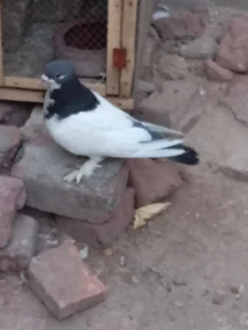 Sherazi breader Pair — photo 3