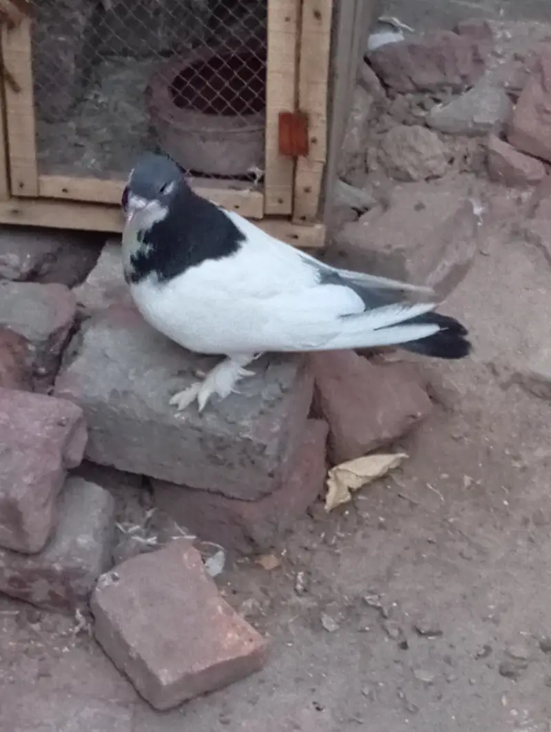 Sherazi breader Pair — photo 4