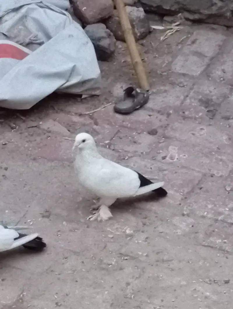 Sherazi breader Pair — photo 5