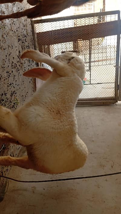 larkana dumba