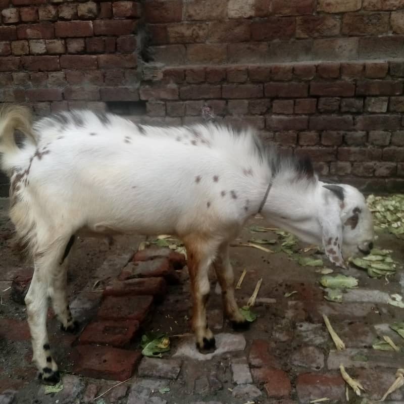 bakra 2