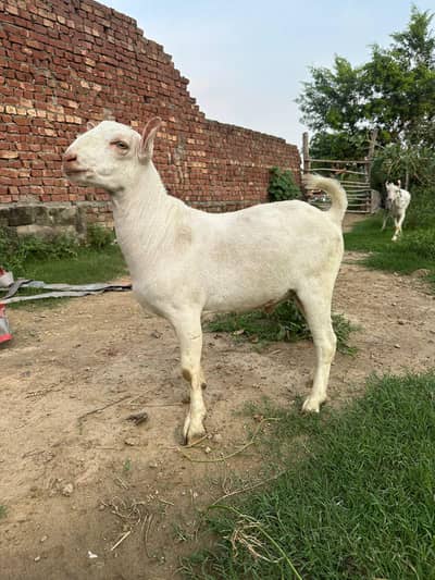 pure tedda or burbari 03160491517