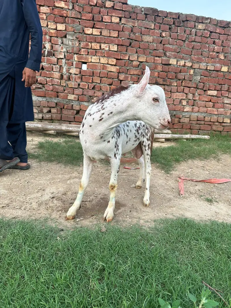 pure tedda or burbari 03160491517 — photo 2