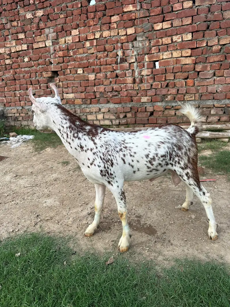 pure tedda or burbari 03160491517 — photo 3