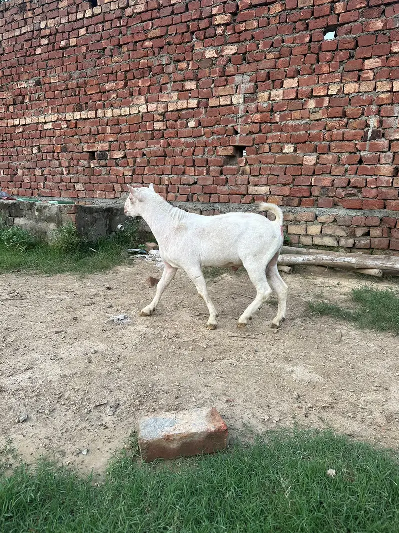 pure tedda or burbari 03160491517 — photo 4