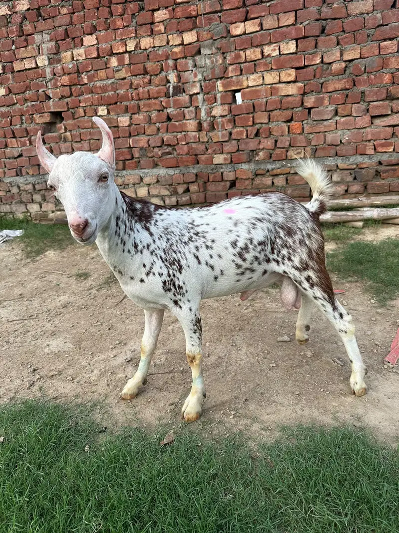 pure tedda or burbari 03160491517 — photo 5