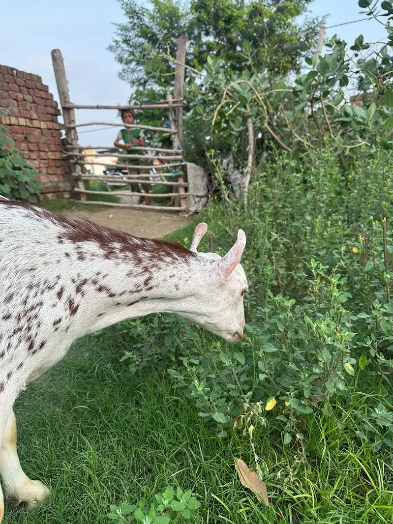 pure tedda or burbari 03160491517 — photo 7