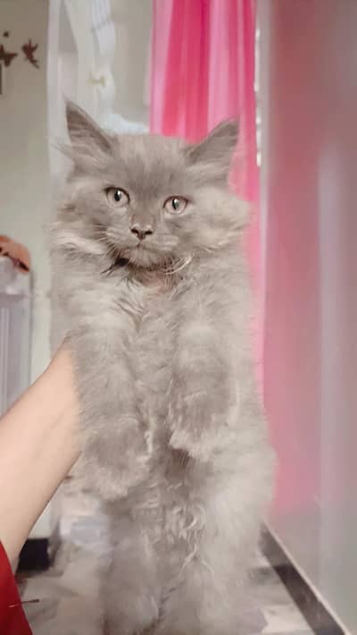 golden eyes gray kitten