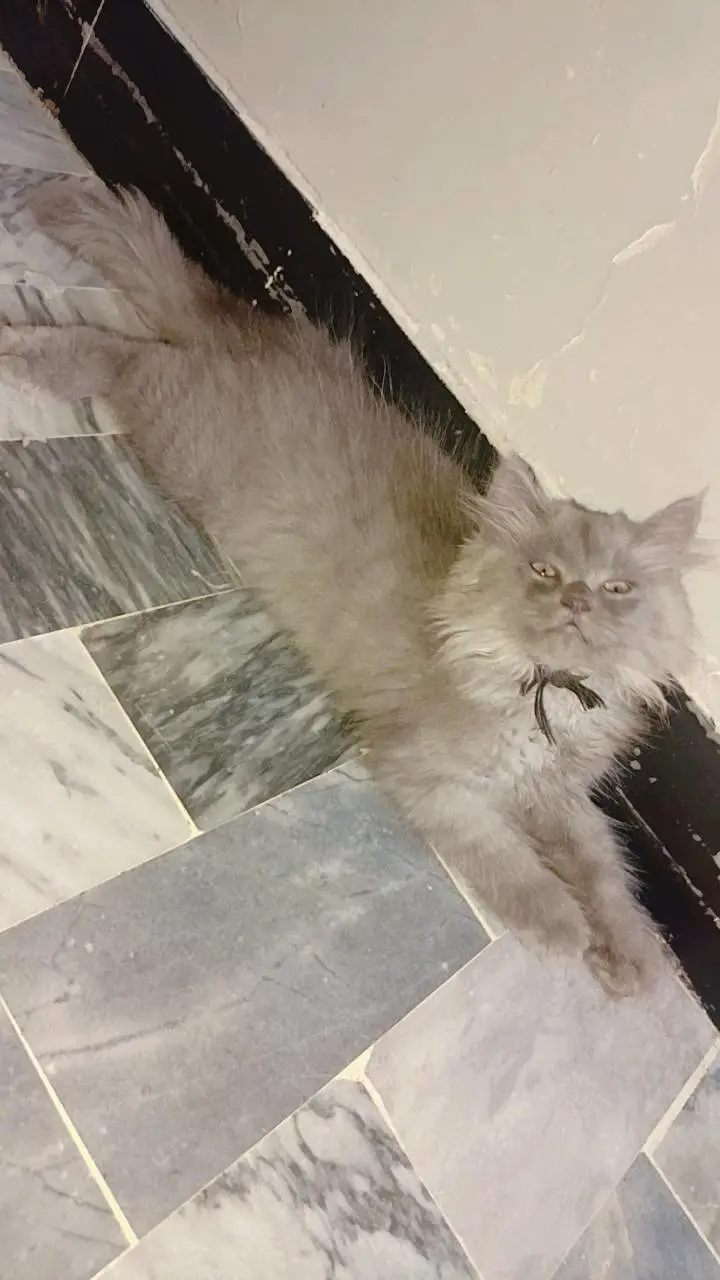 golden eyes gray kitten — photo 2
