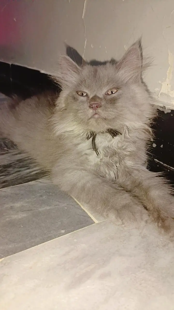 golden eyes gray kitten — photo 3