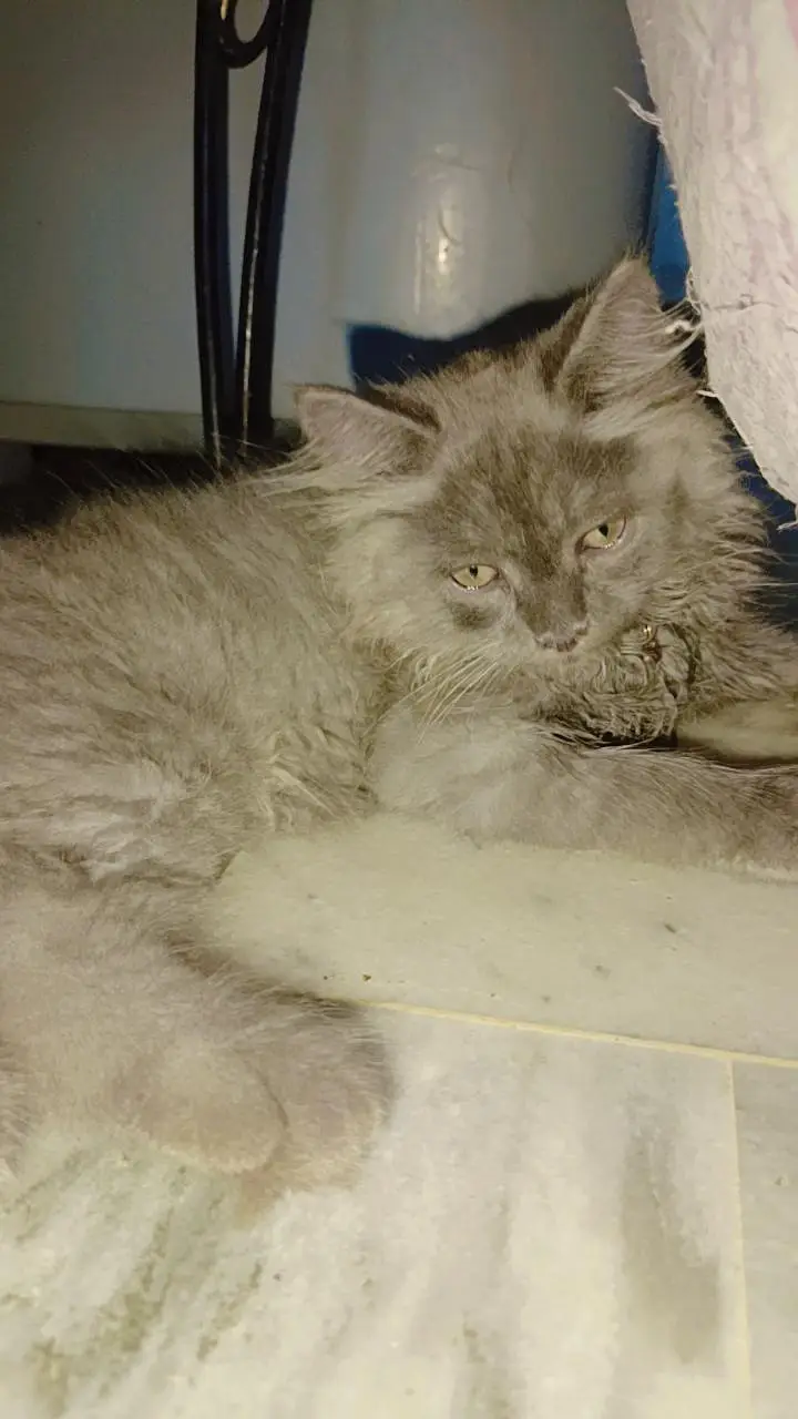 golden eyes gray kitten — photo 4