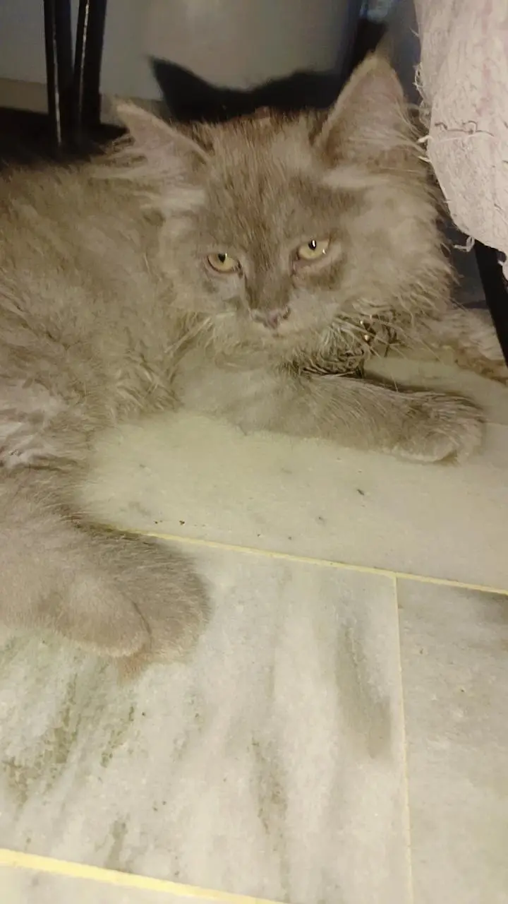 golden eyes gray kitten — photo 5