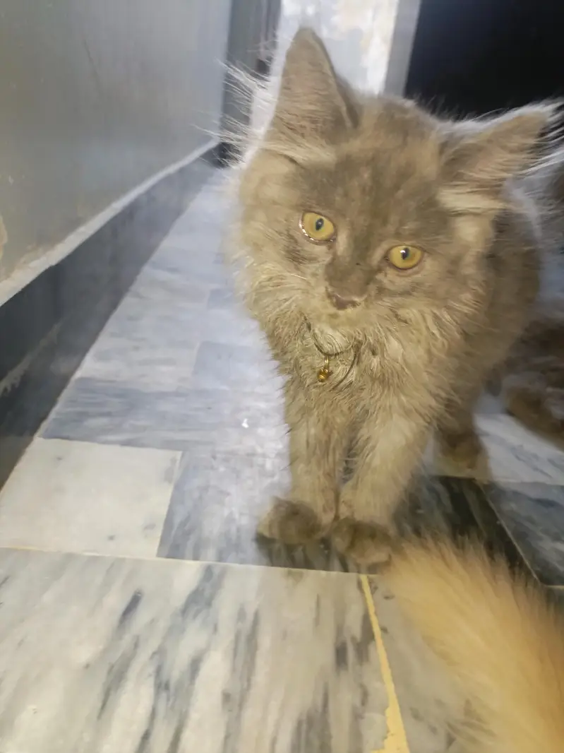 golden eyes gray kitten — photo 6