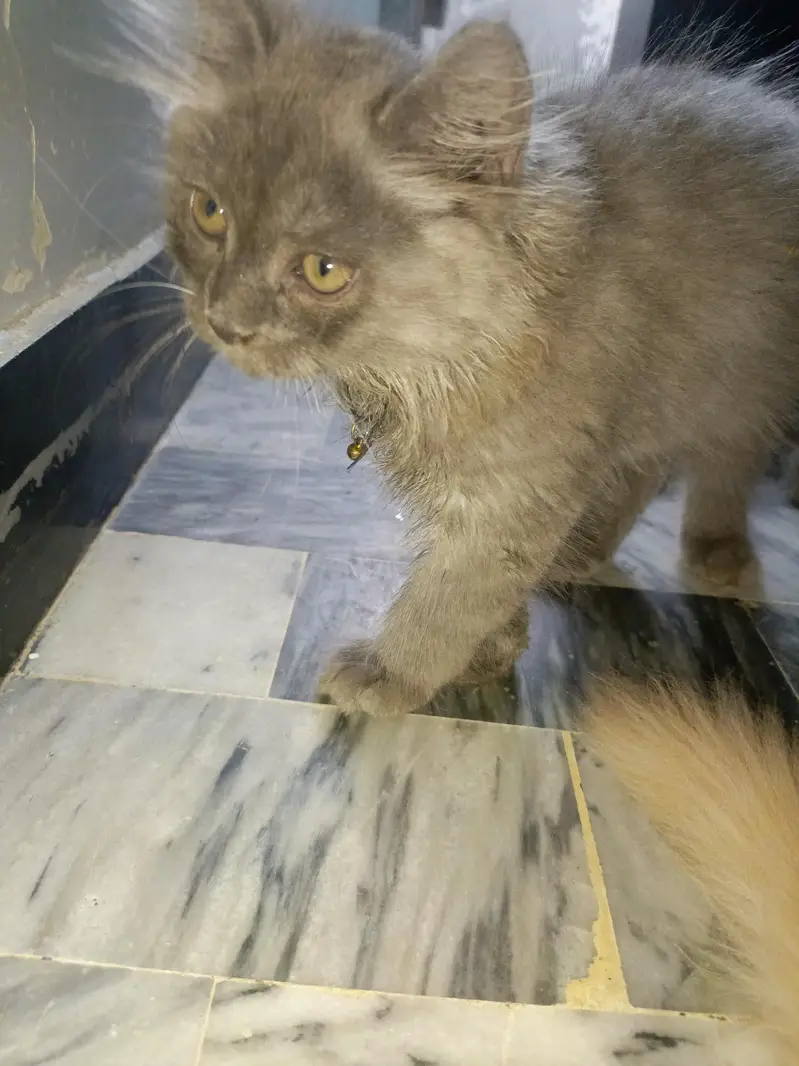 golden eyes gray kitten — photo 7