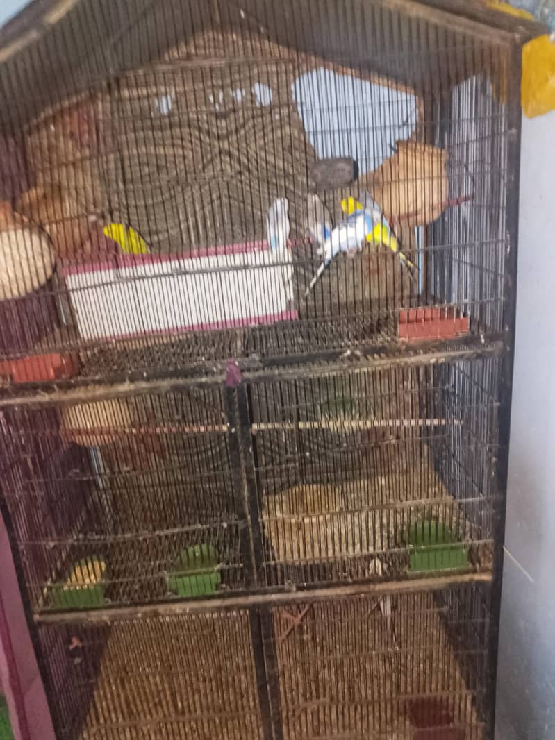 bird cage 1