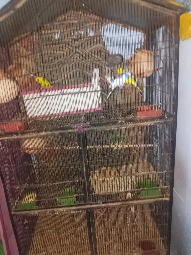 bird cage — photo 2