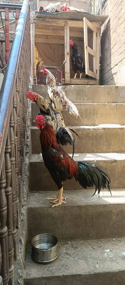 pure jawa Pakistani murga available hai total 4 discount hoi jai ga