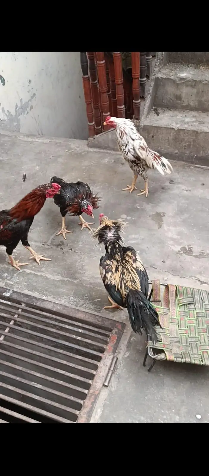 pure jawa Pakistani murga available hai total 4 discount hoi jai ga — photo 2