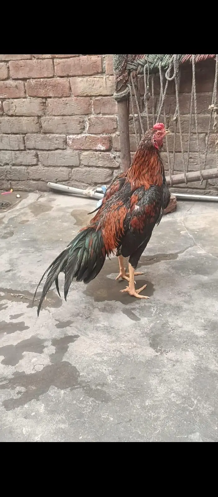 pure jawa Pakistani murga available hai total 4 discount hoi jai ga — photo 3