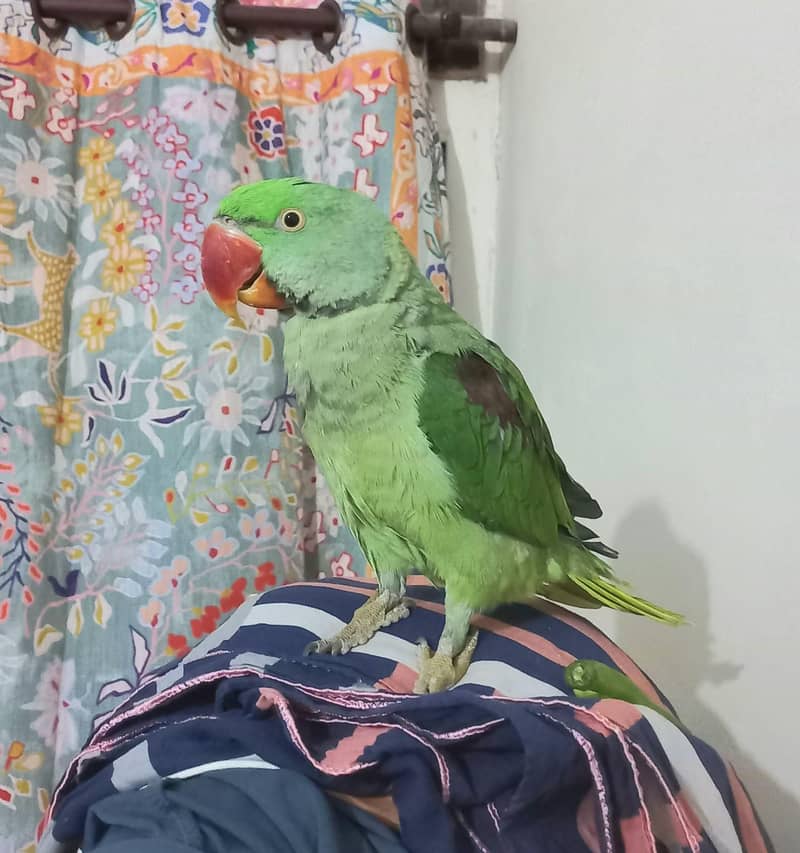 Raw parrot 0