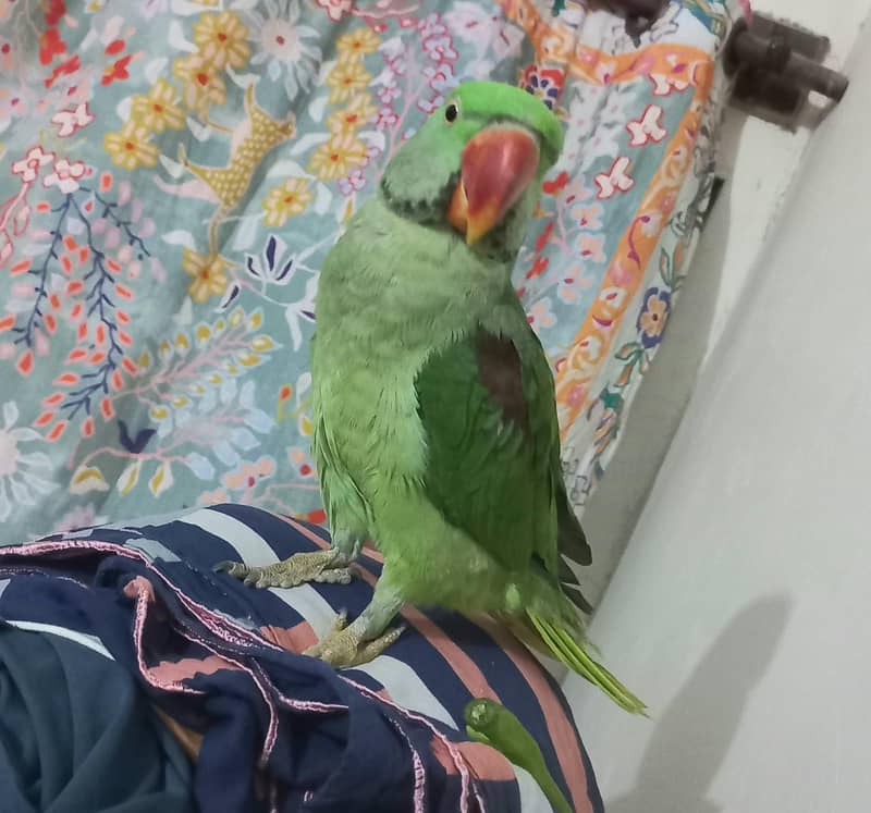 Raw parrot 1