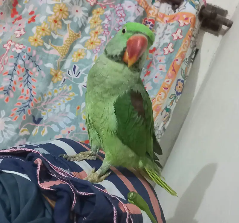 Raw parrot — photo 2