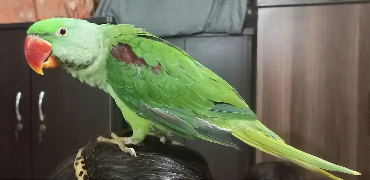 Raw parrot — photo 3
